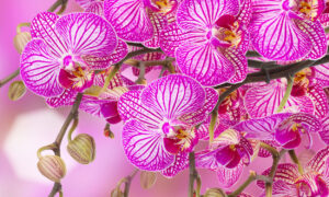 imagen con flores rosas