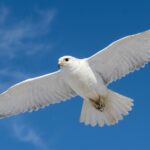 La imagen actual no tiene texto alternativo. El nombre del archivo es: Halcon-blanco.jpg